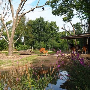 Rimba - Large mixed exhibit (Sep 16th, 2018)