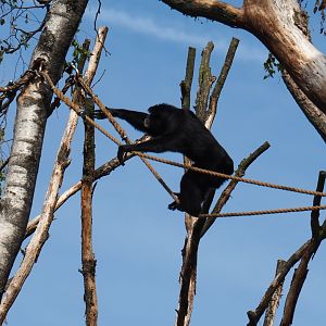 Siamang (Symphalangus syndactylus) in tree (Sep 16th, 2018)
