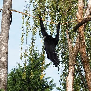 Siamang (Symphalangus syndactylus) in tree (Sep 16th, 2018)
