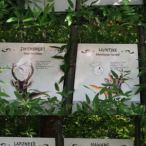 Rimba species signs (Sep 16th, 2018)