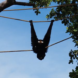Siamang (Symphalangus syndactylus) defecating in a funny position