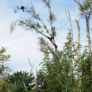 Live trees with siamangs (Symphalangus syndactylus), Sep 16th, 2018