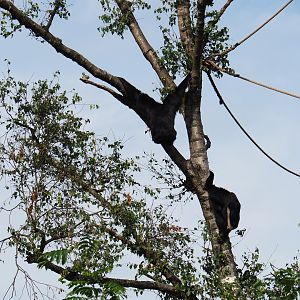 Siamangs (Symphalangus syndactylus) in tree (Sep 16th, 2018)