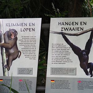Primate locomotion signs (Sep 16th, 2018)