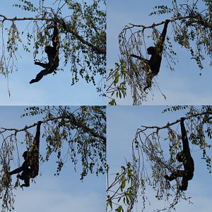 Siamang (Symphalangus syndactylus) in birch tree collage (Sep 16th, 2018)