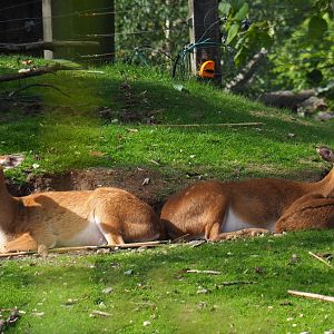 Eld's deer or Myanmar thamin (Cervus eldii thamin) with fawn (Sep 16th, 2018)
