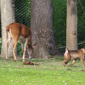 Myanmar thamin (Cervus eldii thamin) and Sunda pig-tailed macaque (Macaca nemestrina), Sep 16th, 2018