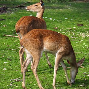 Eld's deer or Myanmar thamin (Cervus eldii thamin), Sep 16th, 2018