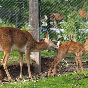 Eld's deer or Myanmar thamin (Cervus eldii thamin) with fawn (Sep 16th, 2018)