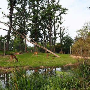 Rimba - Large mixed exhibit (Sep 16th, 2018)