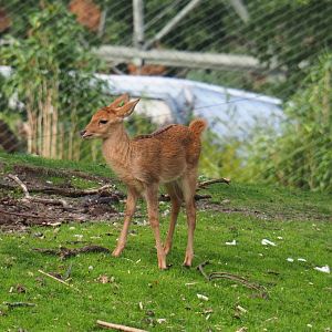Eld's deer or Myanmar thamin (Cervus eldii thamin) fawn (Sep 16th, 2018)