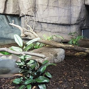 First Asian water monitor terrarium (Sep 16th, 2018)