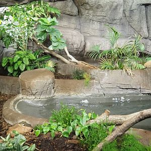 Second Asian water monitor terrarium (Sep 16th, 2018)