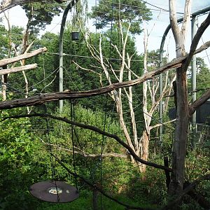 Dusky langur - Golden-cheeked gibbon exhibit (Sep 16th, 2018)