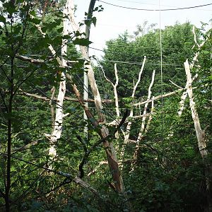 Dusky langur - Golden-cheeked gibbon exhibit (Sep 16th, 2018)