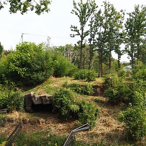 Sumatran tiger exhibit (Sep 16th, 2018)