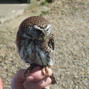 Pearl-spotted Owlet (Glaucidium perlatum) at Falconry Days