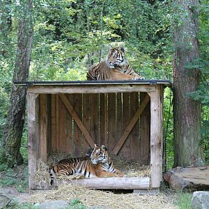 Sumatran tigers (2013)