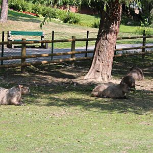 Capybaras (2013)