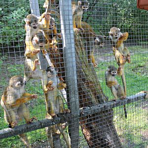Squirrel monkeys (2013)