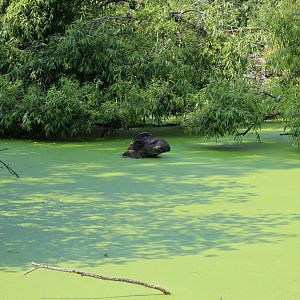 South American tapir (2013)
