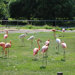 Greater flamingos and American flamingos (2013)