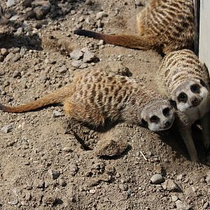 Meerkats (2013)