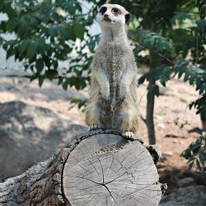 Meerkat (2013)