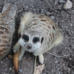 Meerkat (2013)