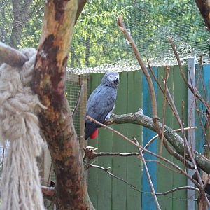 Grey parrot (2013)
