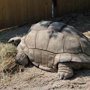 Galápagos tortoise (?) (2013)