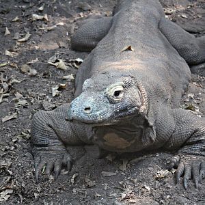 Komodo dragon (2013)