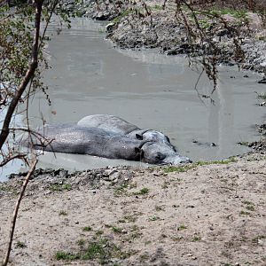 Pygmy hippopotamus (2013)