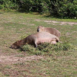 Capybara (2013)