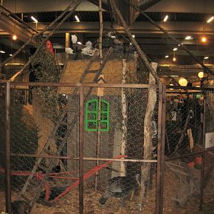 Europaschau 2018 - Aviary