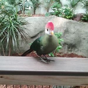 Red-crested turaco