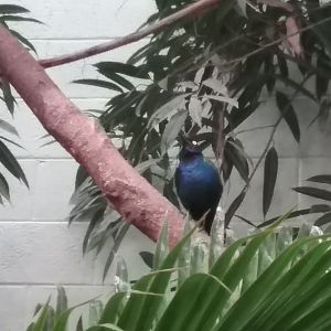 Purple glossy starling