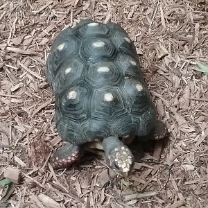 Red-footed tortoise