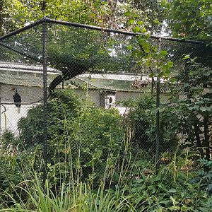 Pheasant - Hornbill aviary