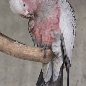 Galah