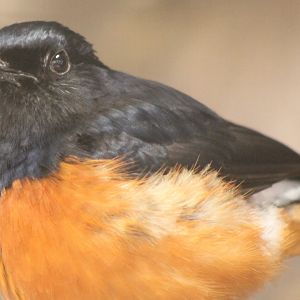 White-rumped shama
