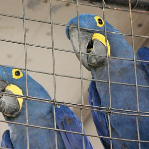 Hyacinthine macaws
