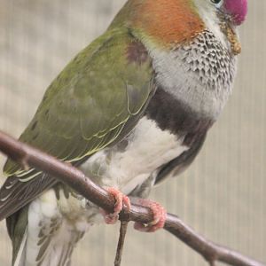 Displaying Superb fruit-dove - male