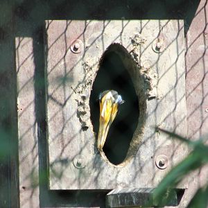 Wrinkled hornbill-female at the nest