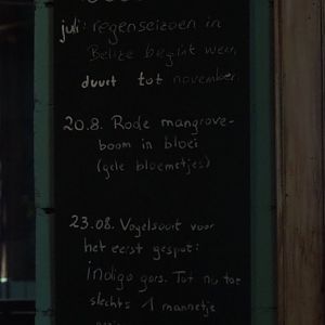 Mangrove "ranger news" board (Sep 16th, 2018)