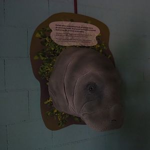 Manatee-head shaped hot air blower (Sep 16th, 2018)