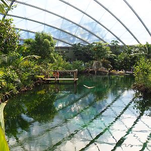 Manatee pool in the new Mangrove (Sep 16th, 2018)