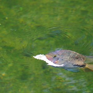 Quetzal cichlid (Vieja melanura) munching on manatee leftovers (Sep 16th, 2018)