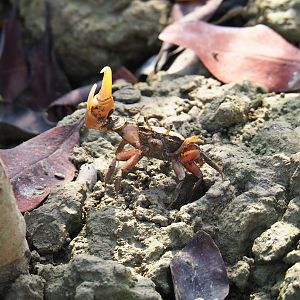 Mudflat fiddler crab (Uca rapax), Sep 16th, 2018