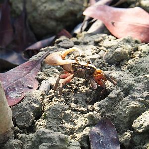 Mudflat fiddler crab (Uca rapax), Sep 16th, 2018
